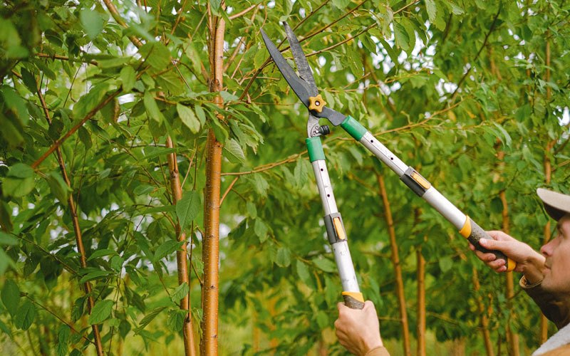 Tree trimming in Winona, KS