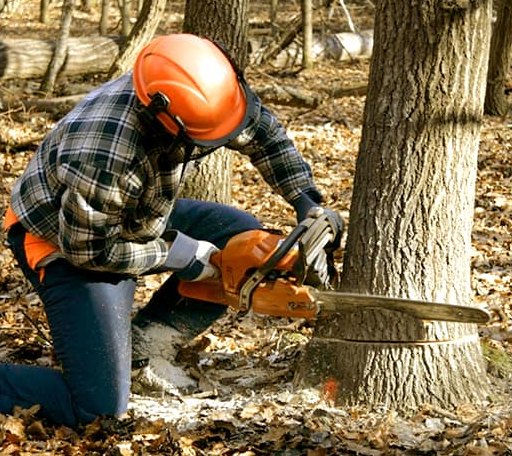 Tree Removal in Winona, KS